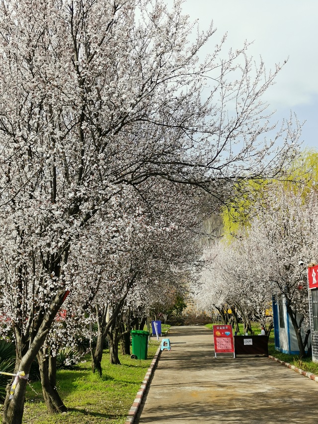 湖東水廠(chǎng)紅葉李——春風(fēng)十里柔情