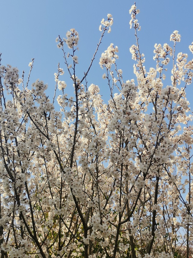 湖東水廠(chǎng)——一段好春藏不住 滿(mǎn)園綻放杏花俏