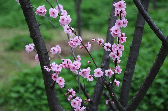 羊山桃花——草色青青春已到 枝頭桃花爛漫開(kāi) 