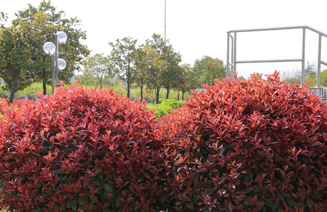 湖東紅葉石楠——景若佳時(shí)心自快 心還樂(lè)處景應(yīng)妍