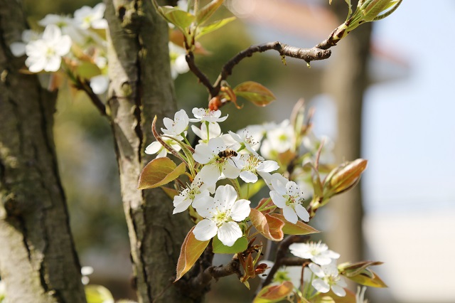湖東取水梨花——翩翩素衣風(fēng)中舞 淡淡花香引蜂來(lái)